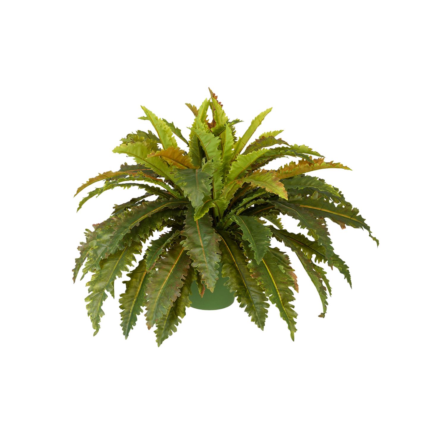 Faux large marginatum in a green nursery pot against a white background, by House of Silk Flowers.