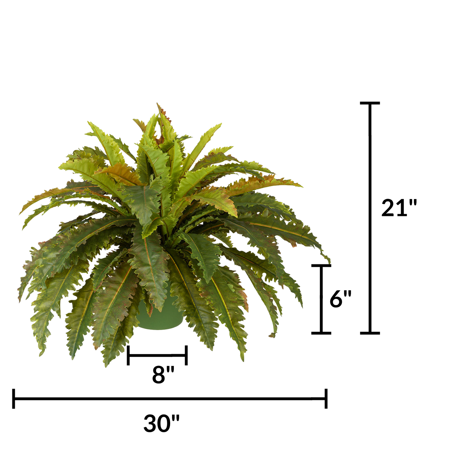Faux large marginatum in a green nursery pot against a white background, featuring measurements, by House of Silk Flowers.
