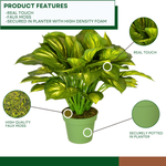 Artificial Large Hosta in green nursery pot on a white background, with product features, by House of Silk Flowers