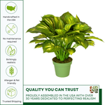 Artificial Large Hosta in green nursery pot on a white background, featuring quality assurances, by House of Silk Flowers