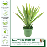Faux Yucca plant in green nursery pot against white background, featuring quality assurances, by House of Silk Flowers.