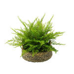 Potted fern plant in a woven basket on a white background