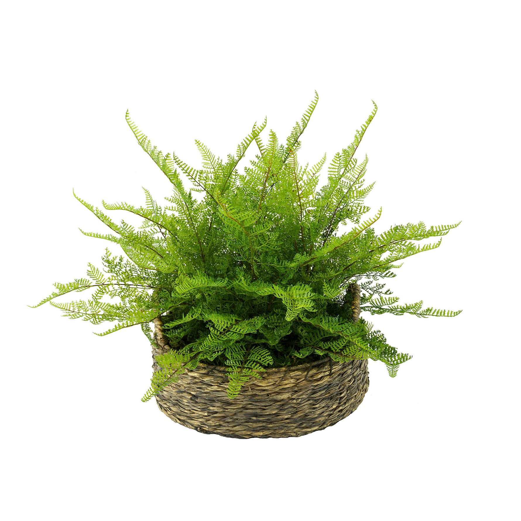 Potted fern plant in a woven basket on a white background