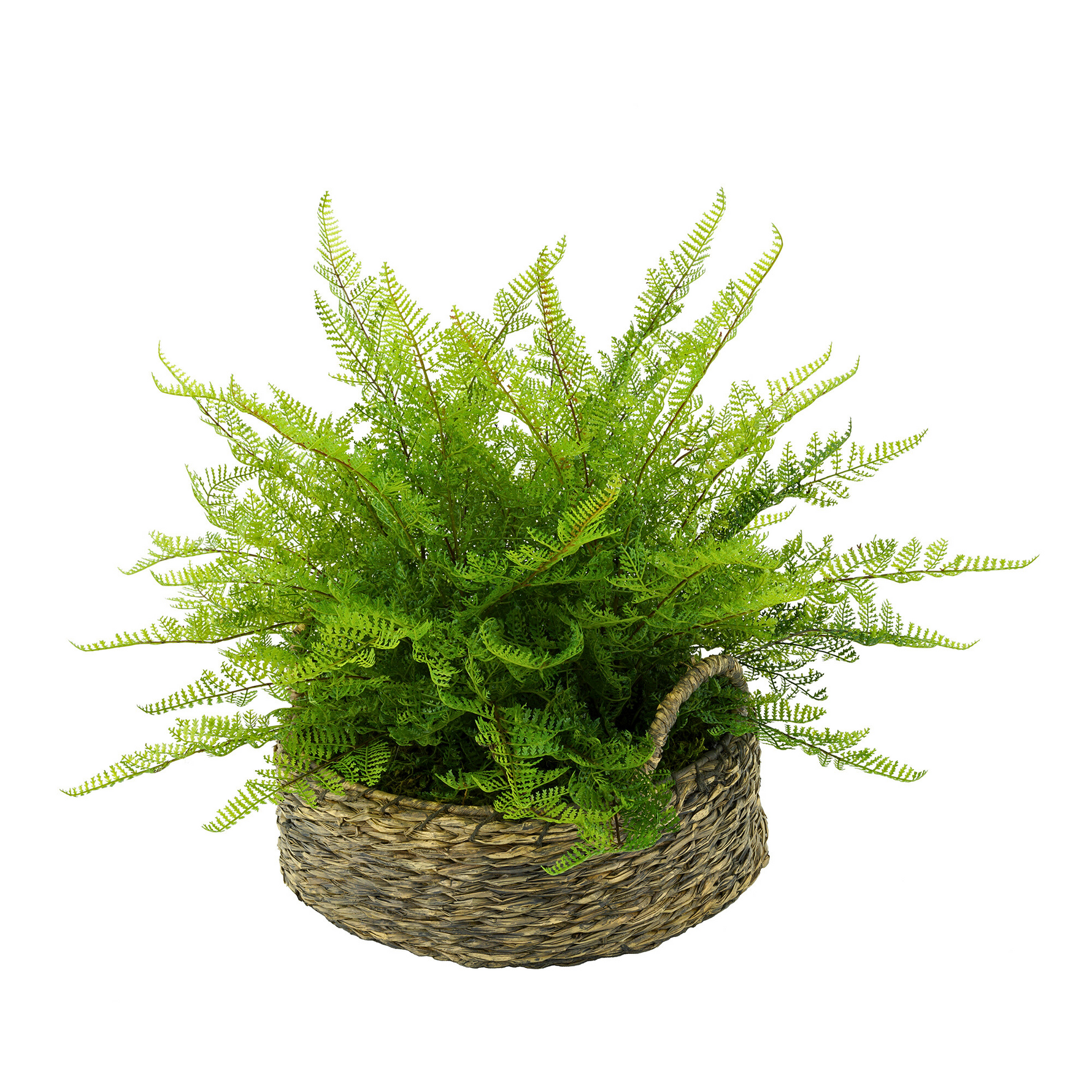 Fern plant in a woven basket on a white background