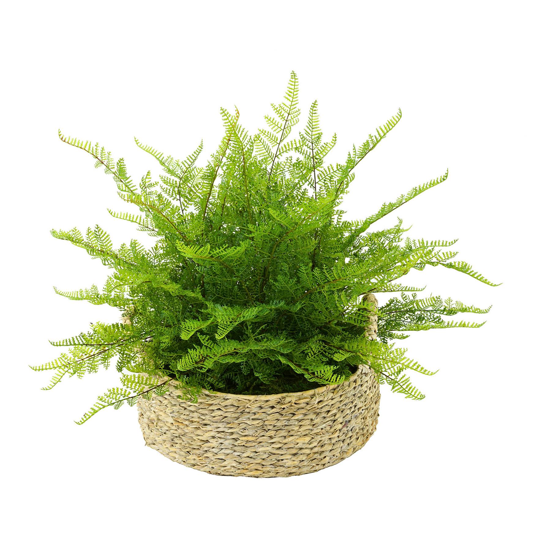 Green fern plant in a woven basket on a white background