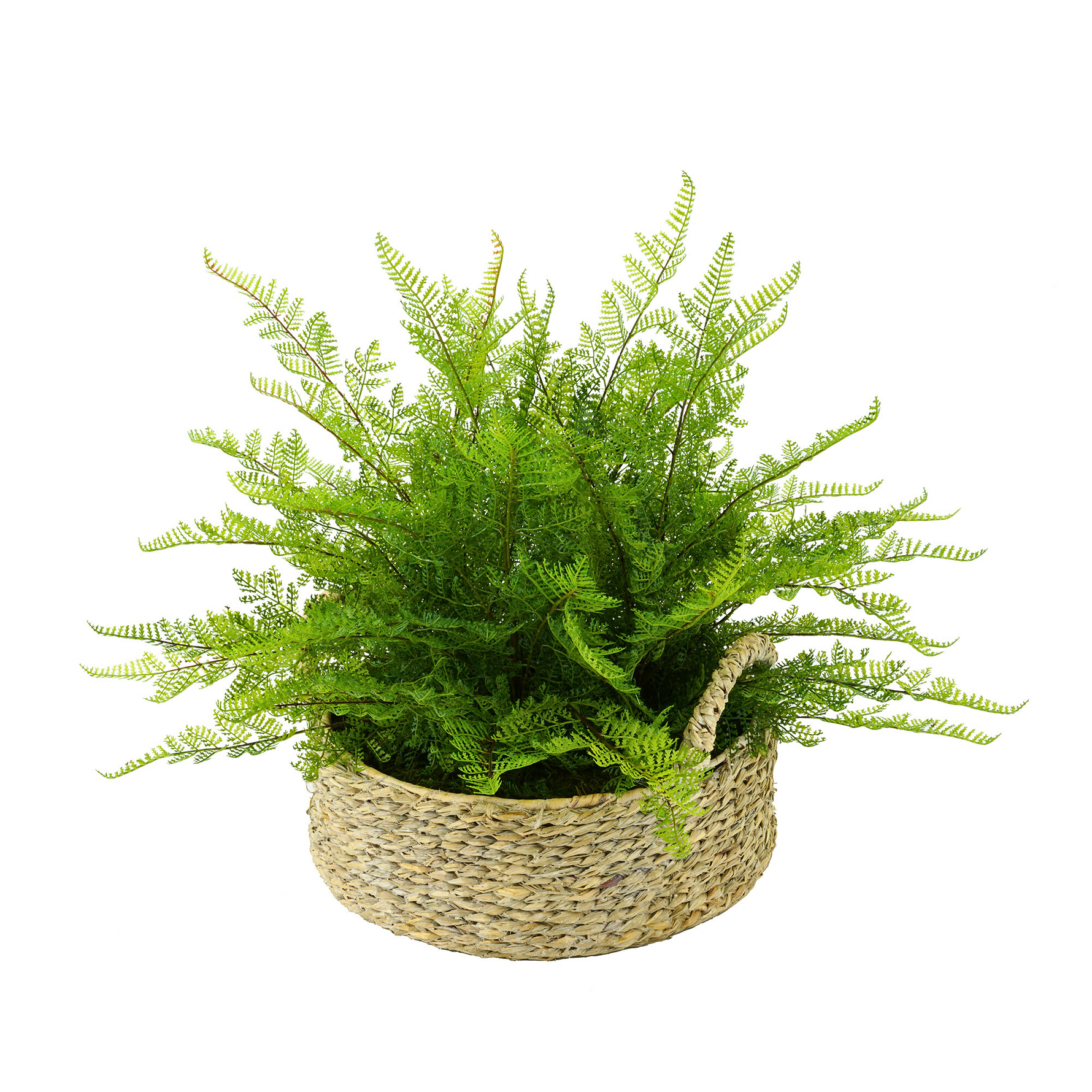 Potted fern plant in a woven basket on a white background
