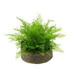 Green potted plant in a woven basket on a white background