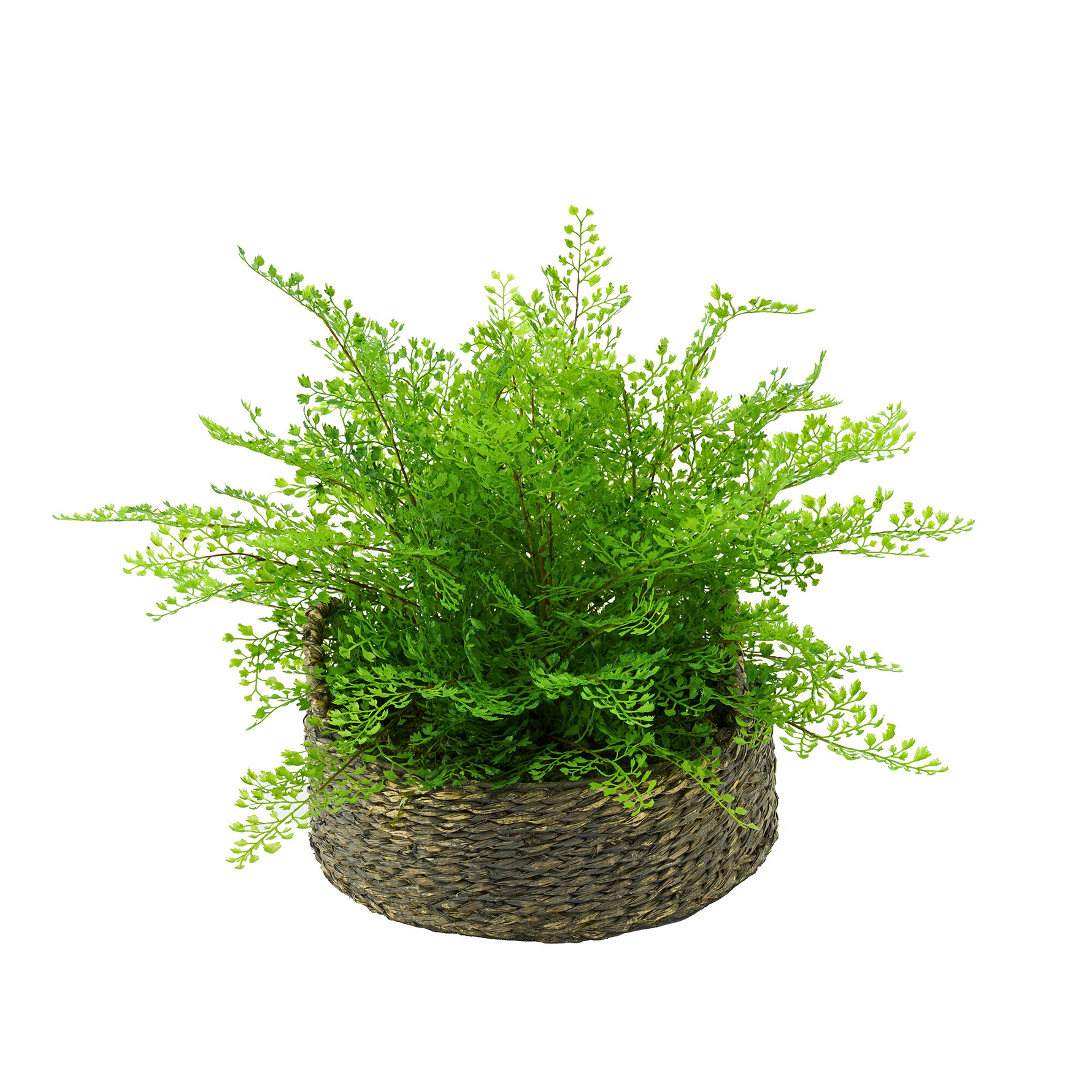 Green potted plant in a woven basket on a white background