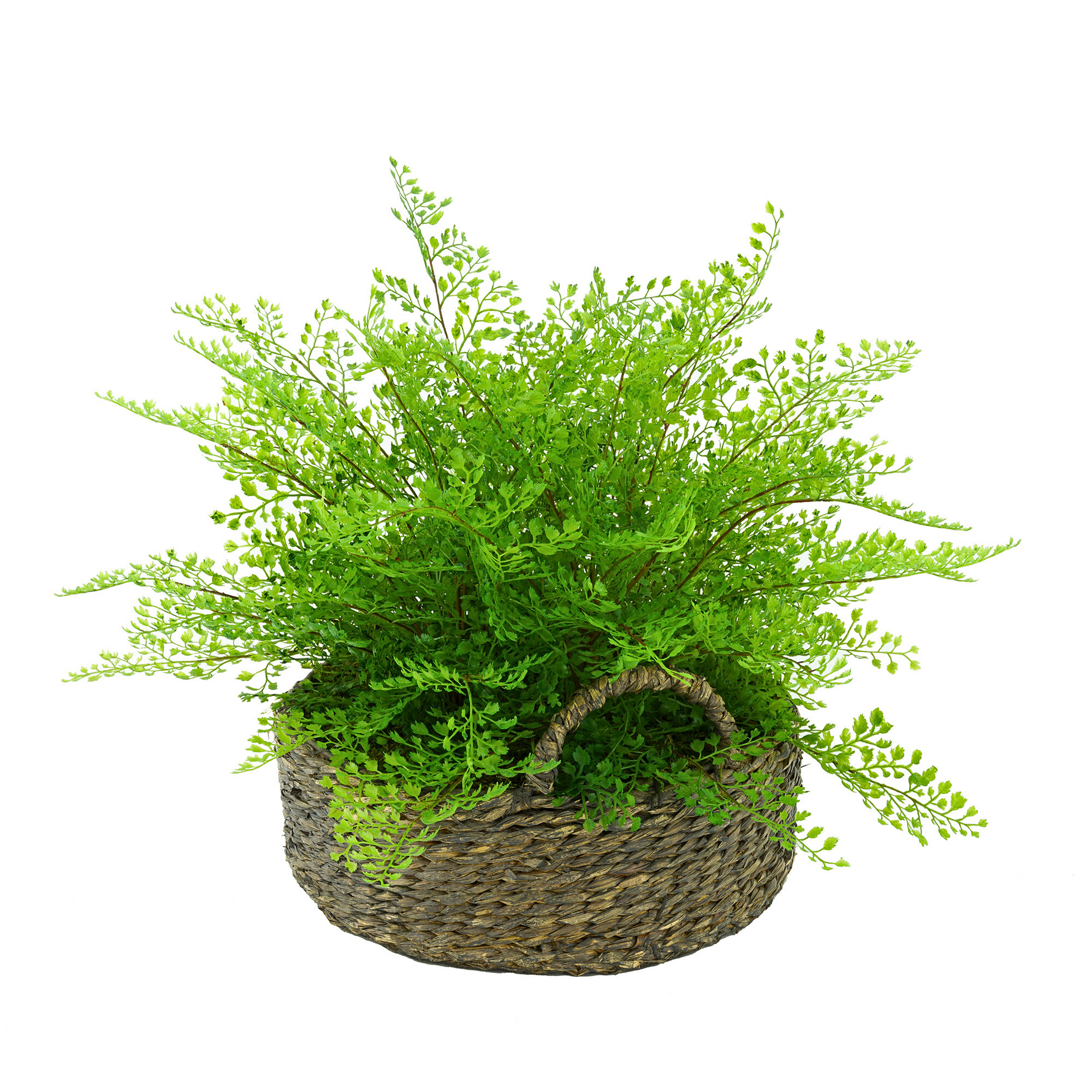 Green fern plant in a woven basket on a white background