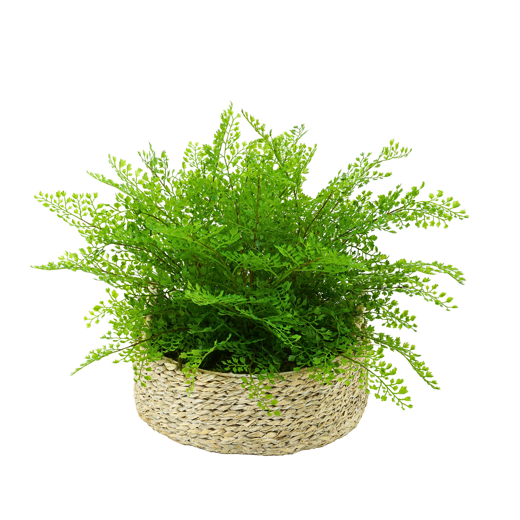 Green fern plant in a woven basket on a white background