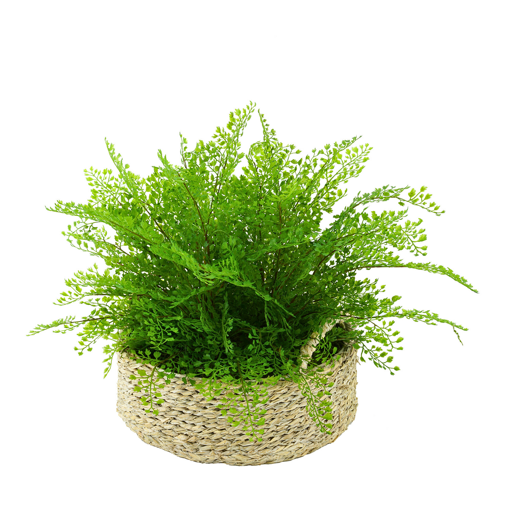 Green fern plant in a woven basket on a white background