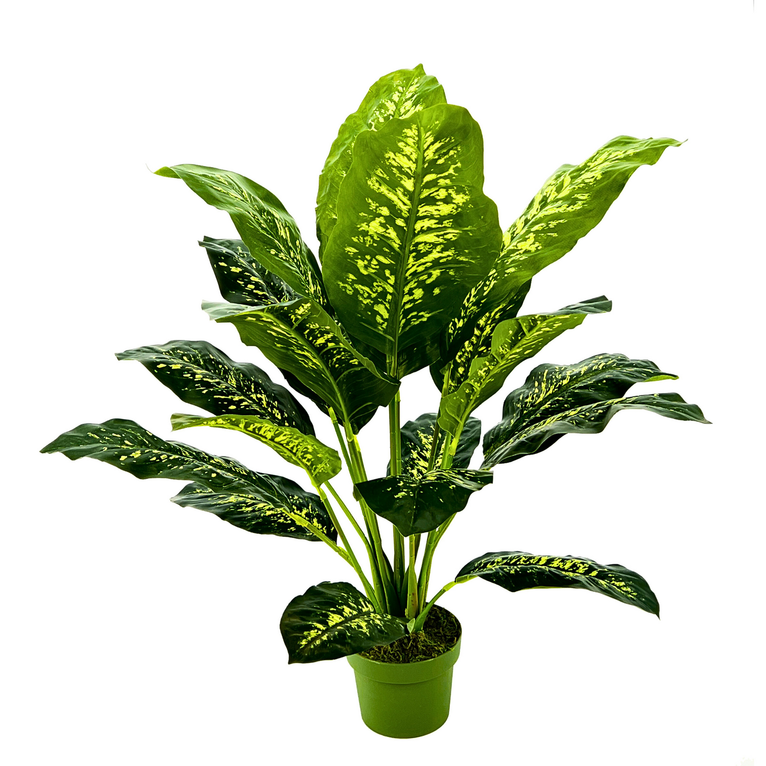Potted plant with green and yellow leaves on a white background