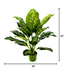 Potted plant with dimensions labeled on a white background