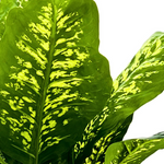 Close-up of a green leaf with yellowish patterns on a white background