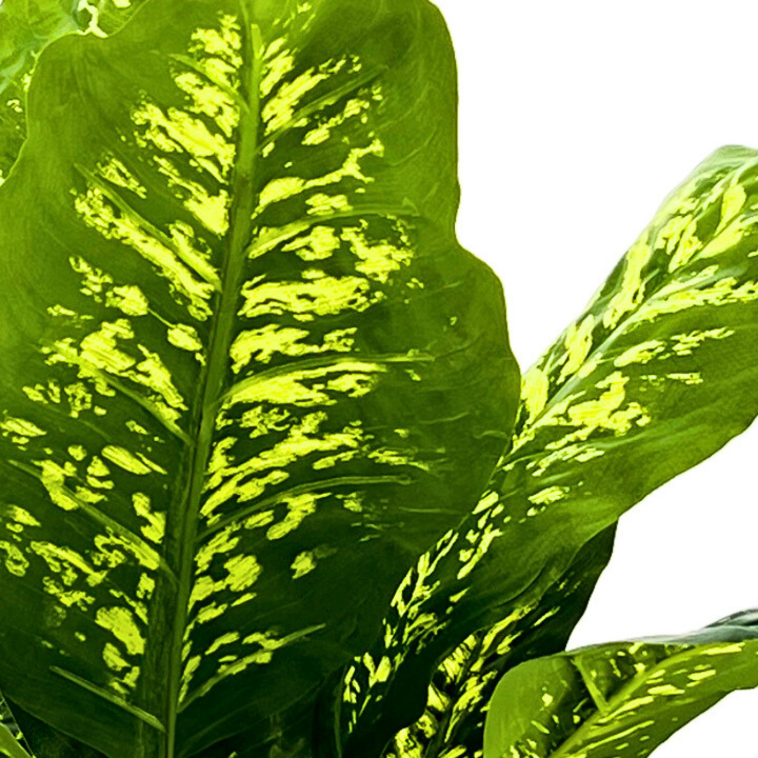 Close-up of a green leaf with yellowish patterns on a white background