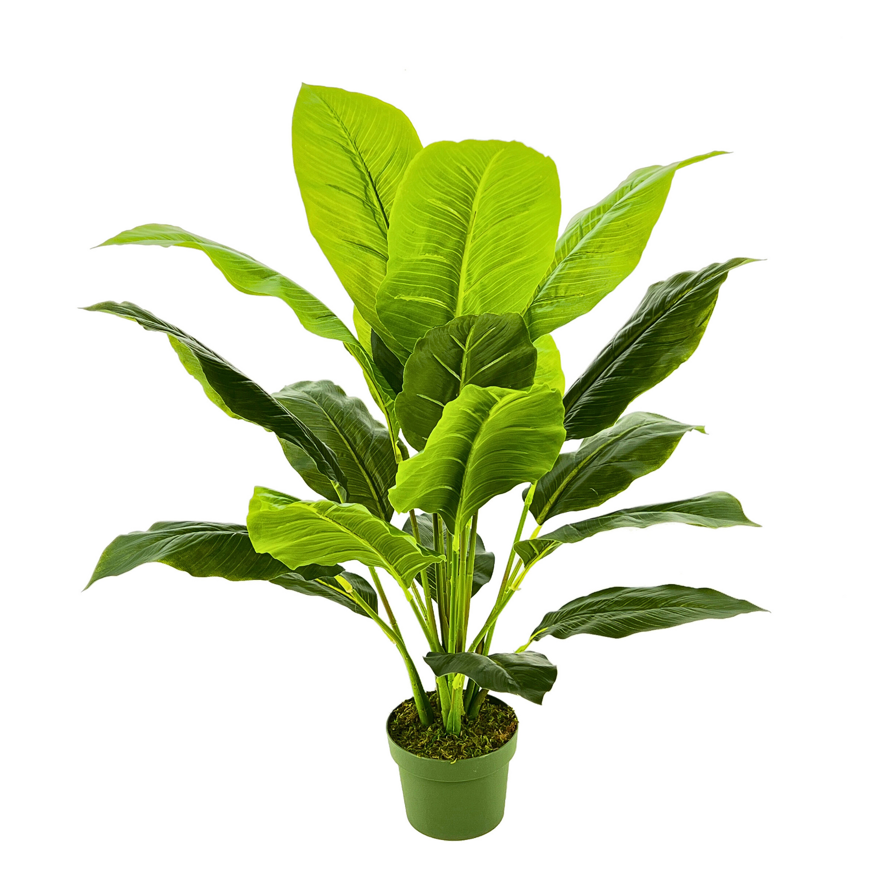 Potted plant with large green leaves on a white background