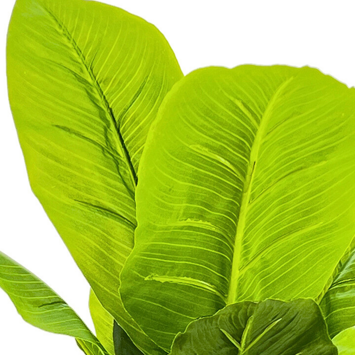 Close-up of green leaves on a white background