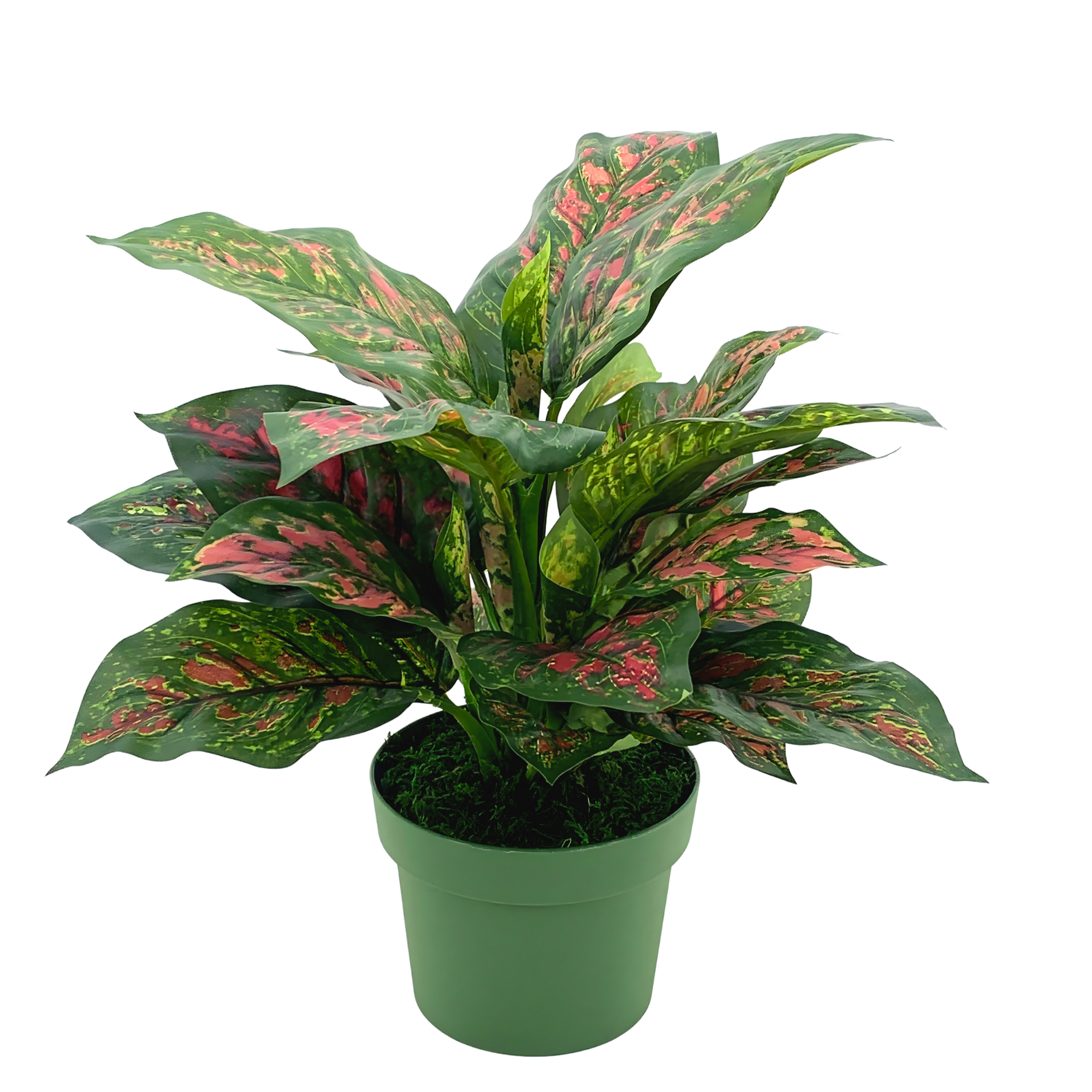 Faux Pink & Green Dieffenbachia in a green nursery pot, on a white background, by House of Silk Flowers.