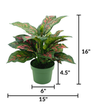 Faux Pink & Green Dieffenbachia in a green nursery pot, featuring product measurements on a white background, by House of Silk Flowers.