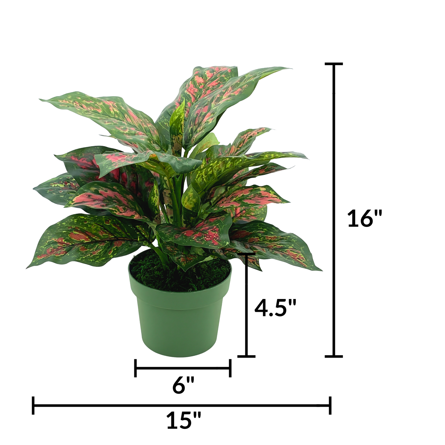 Faux Pink & Green Dieffenbachia in a green nursery pot, featuring product measurements on a white background, by House of Silk Flowers.