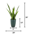 Faux 30" variegated snake plant in gator green planter against a white background, featuring measurements, by House of Silk Flowers.