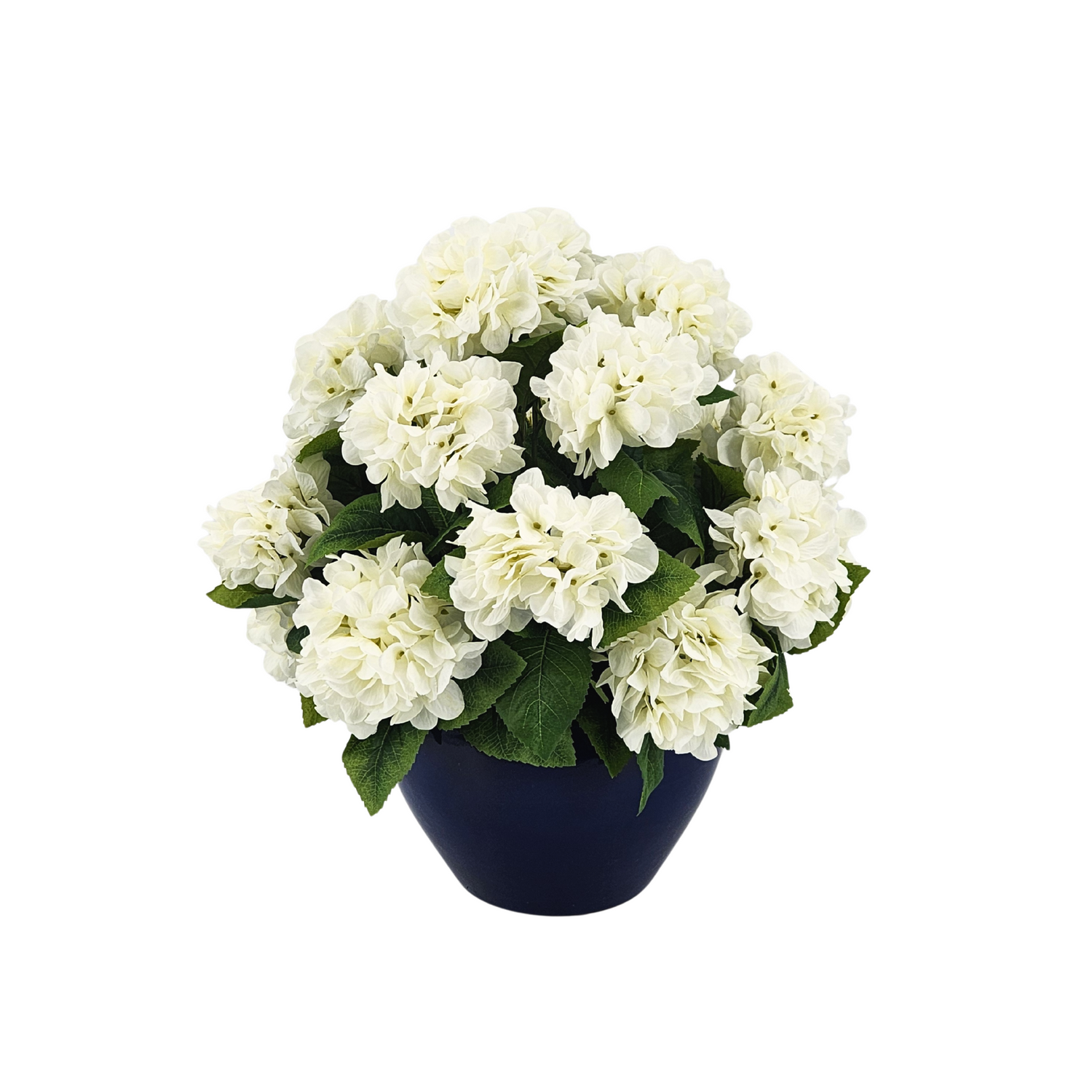 Navy blue pot with white flowers on a white background