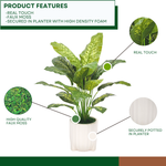 Spathphyllum in Glossy White Ribbed Ceramic Tripod by House of Silk Flowers features