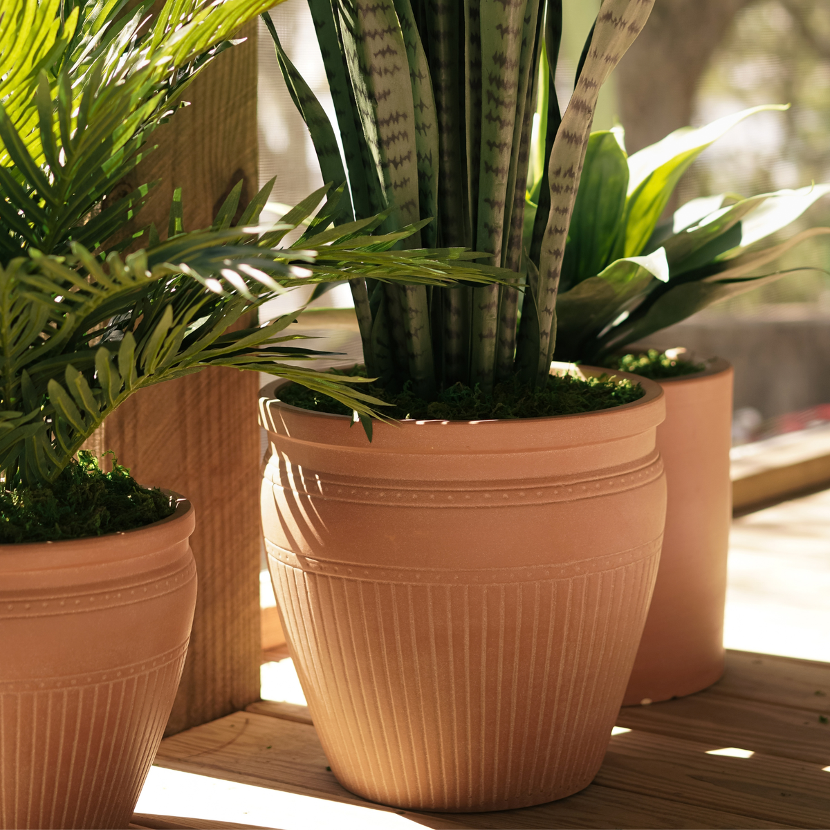 46" Sansevieria in Matte Terracotta Ceramic