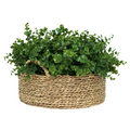 12" Eucalyptus in Natural Seagrass Basket