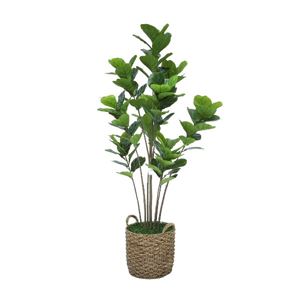 69" Fiddle Tree in Natural Seagrass Basket