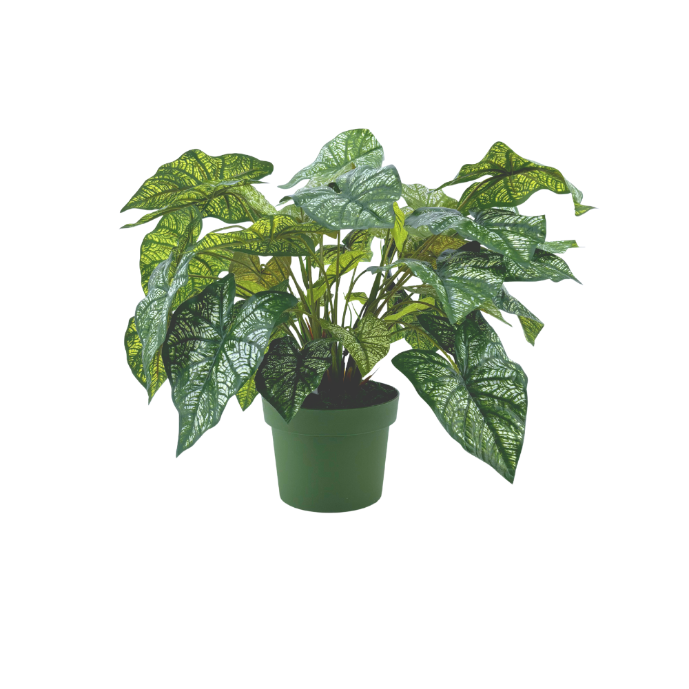 Faux Green & White Nerve Caladium
