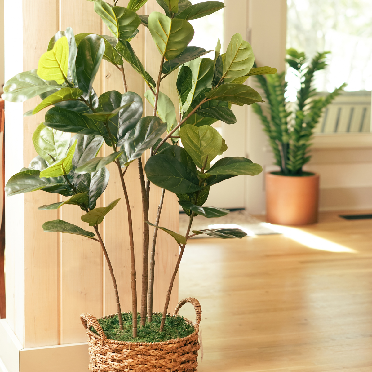 55" Fiddle Tree in Natural Seagrass Basket