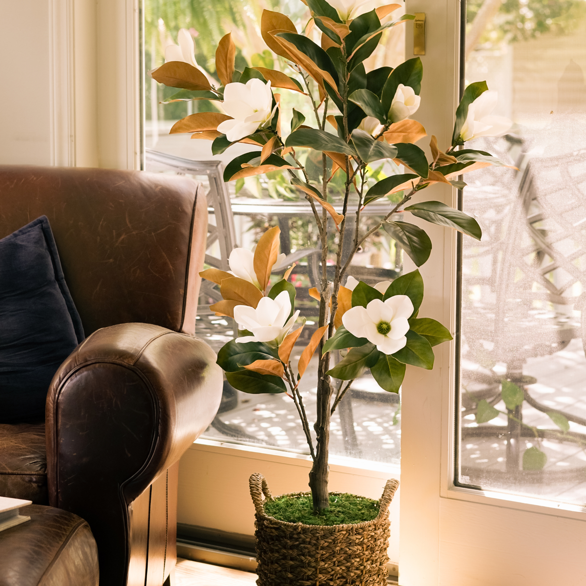 56" Magnolia Tree in Natural Seagrass Basket