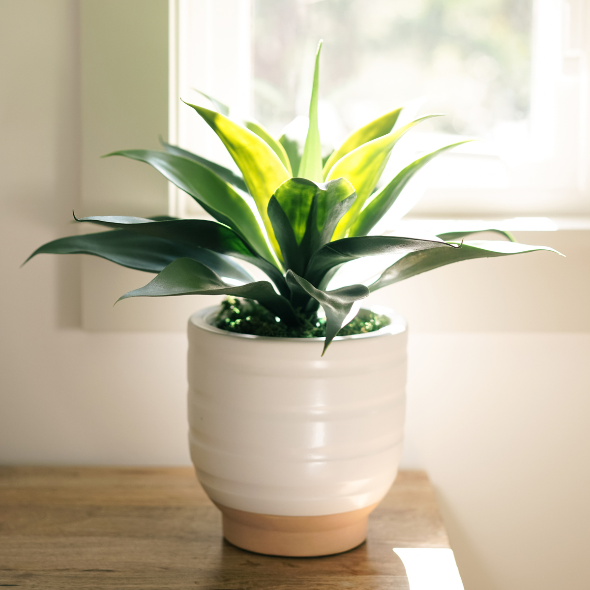 15" Agave in Matte White Ceramic