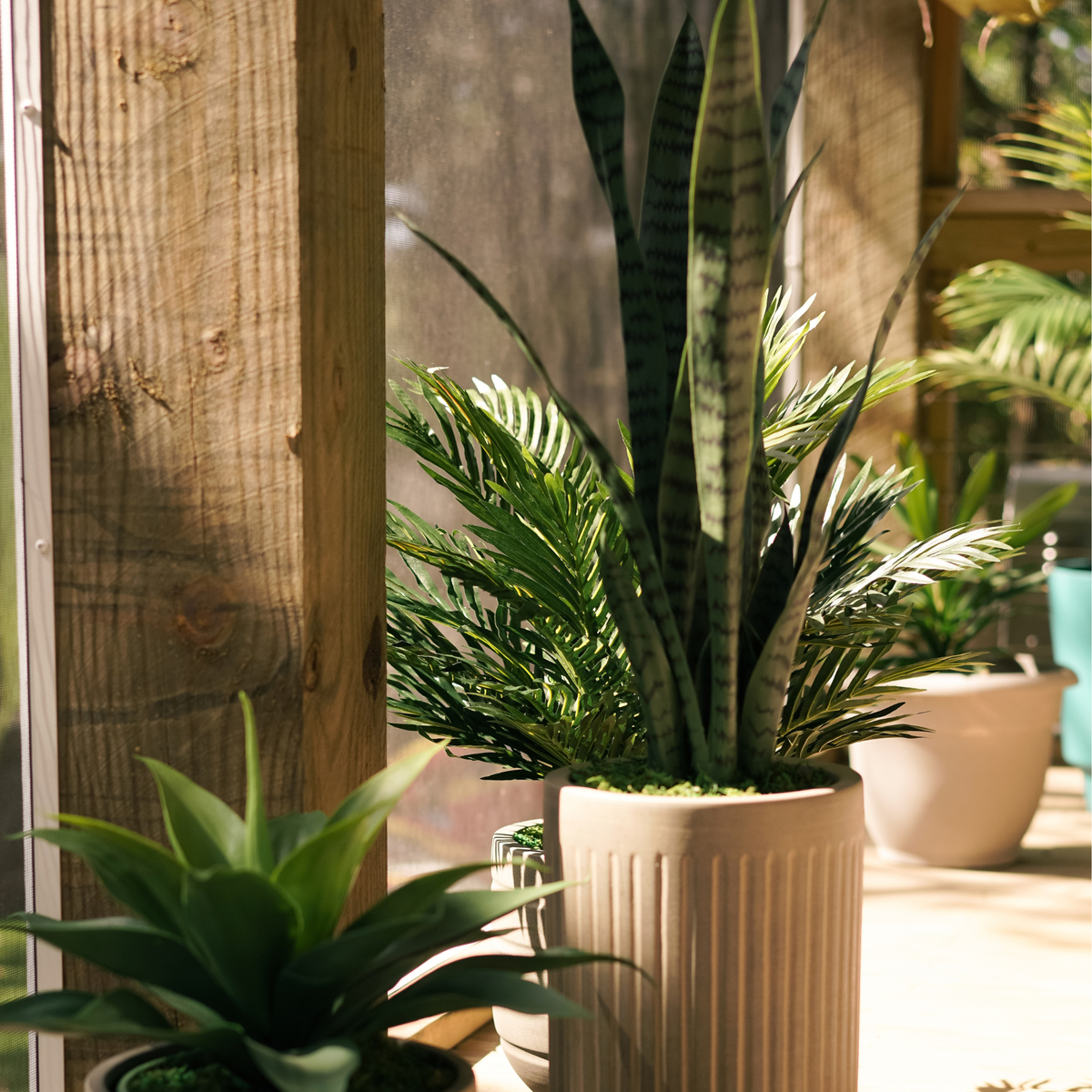 36" Sansevieria in Cement Gray Ceramic