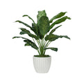 32" Dieffenbachia in Stone Wash White Ceramic