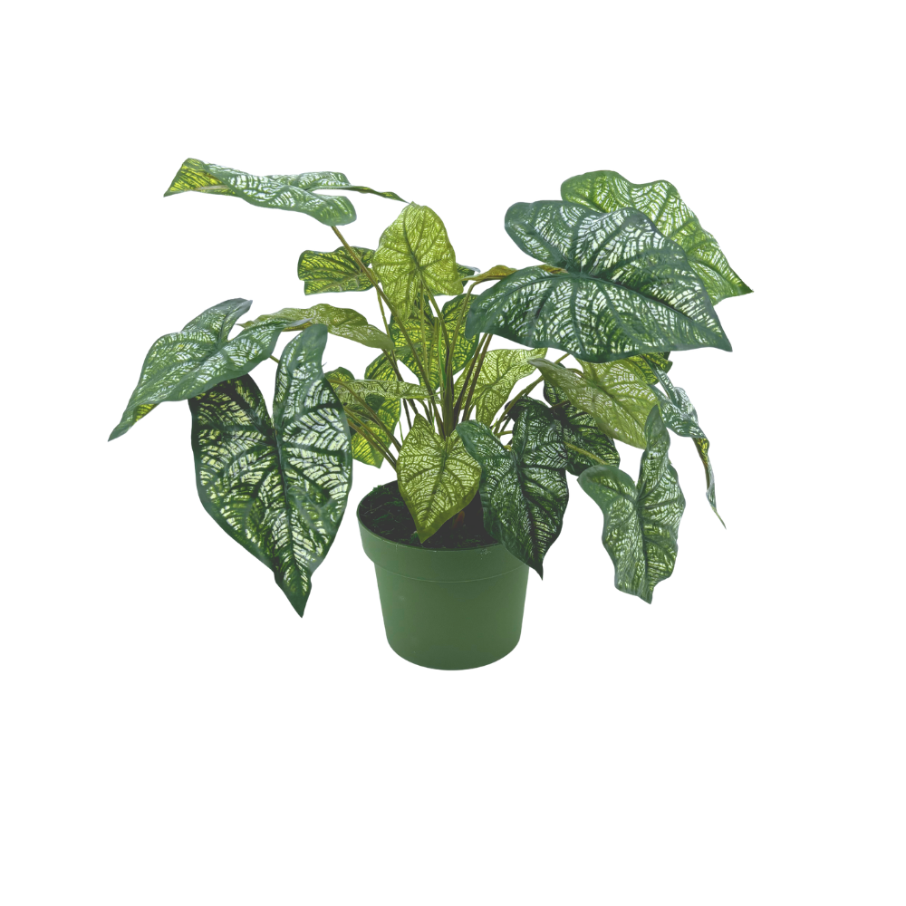 Faux Green & White Nerve Caladium