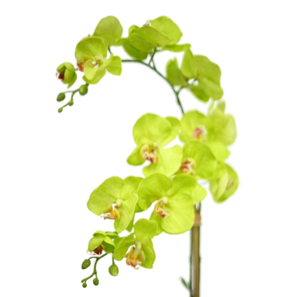 Green Orchid in Glossy White Ribbed Ceramic