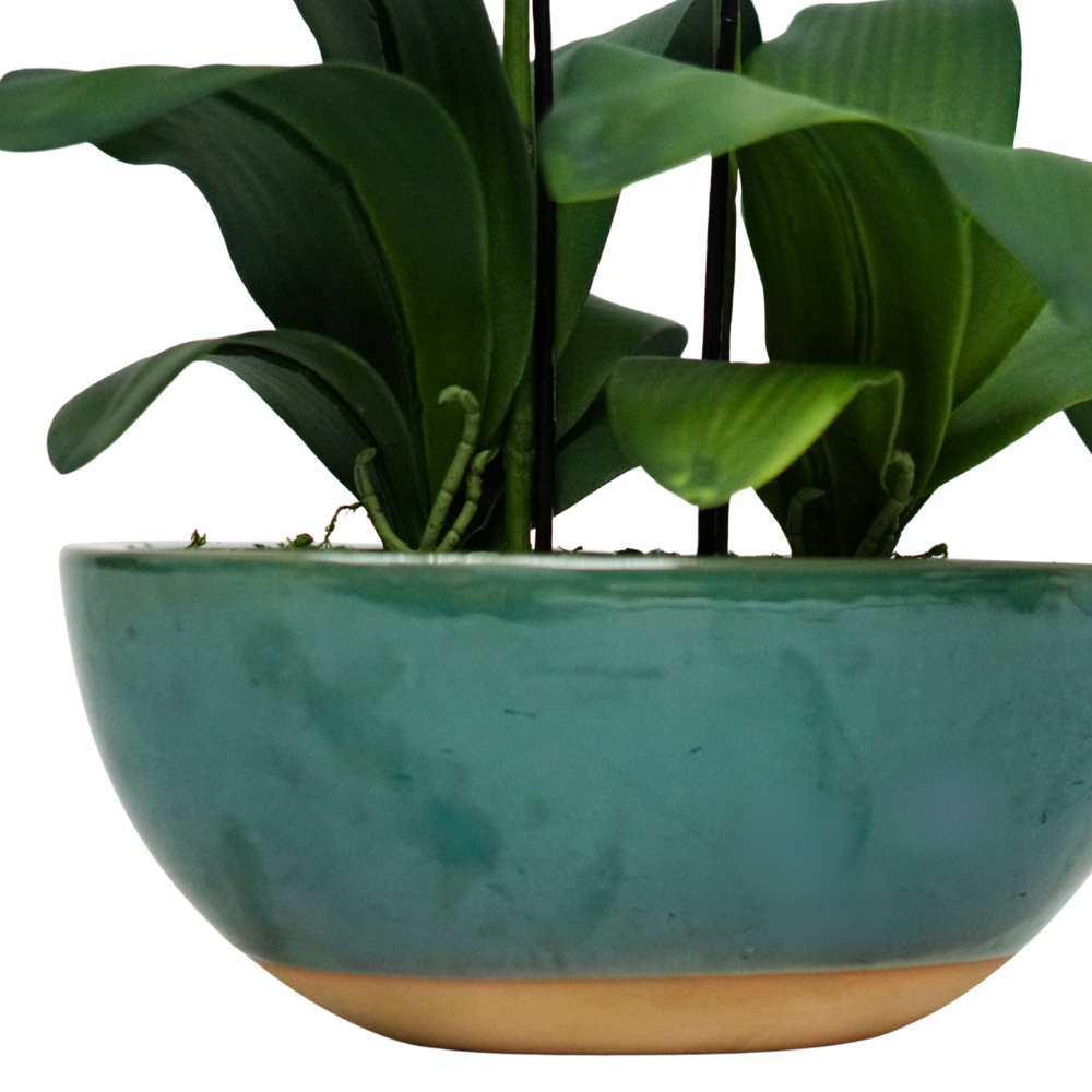 White Orchid in Glossy Green Ceramic With Terracotta Base