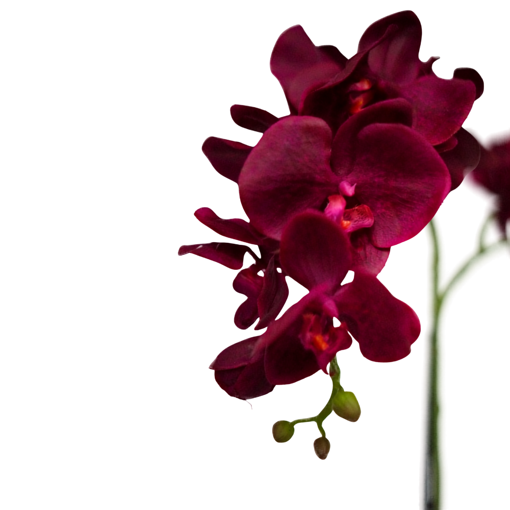 Dark Purple Orchid in Glossy White Ribbed Ceramic