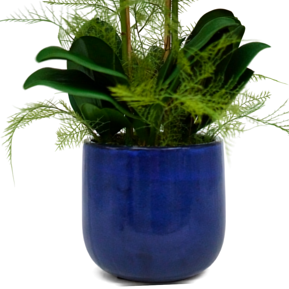 White Orchid in Glossy Blue Ceramic