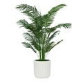 52" Areca Palm in Stone Wash White Ceramic