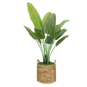 56" Faux Travelers Palm in a Natural Woven Basket