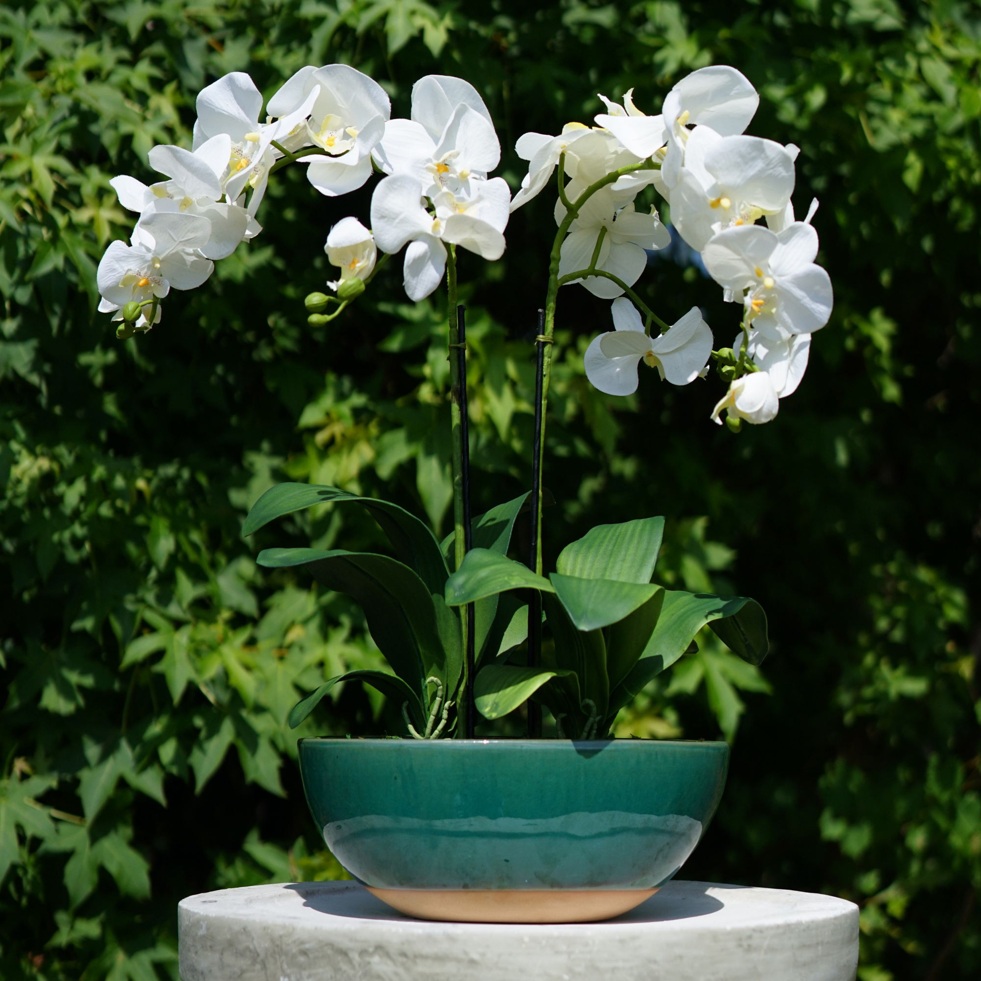 22" Faux White Orchid in Glossy Green Ceramic With Terracotta Base