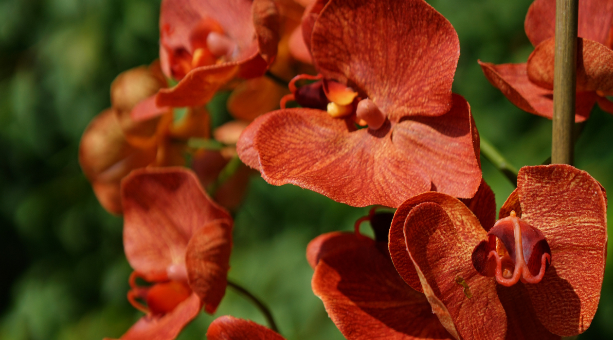 House of Silk Flowers®