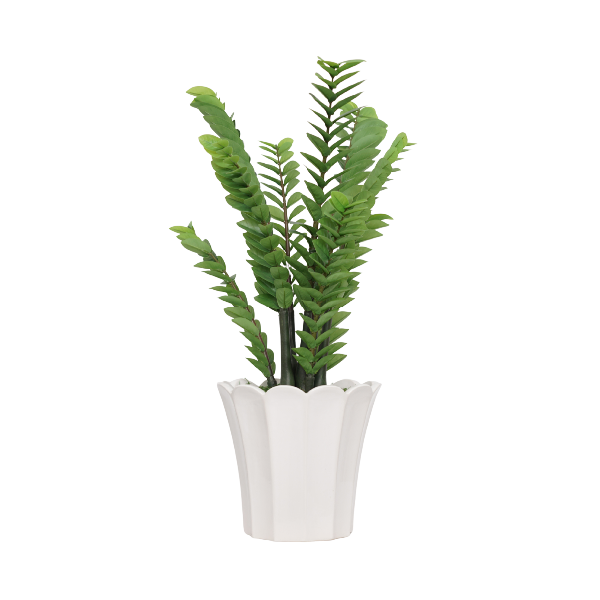 41" ZZ Plant in Glossy White Ceramic