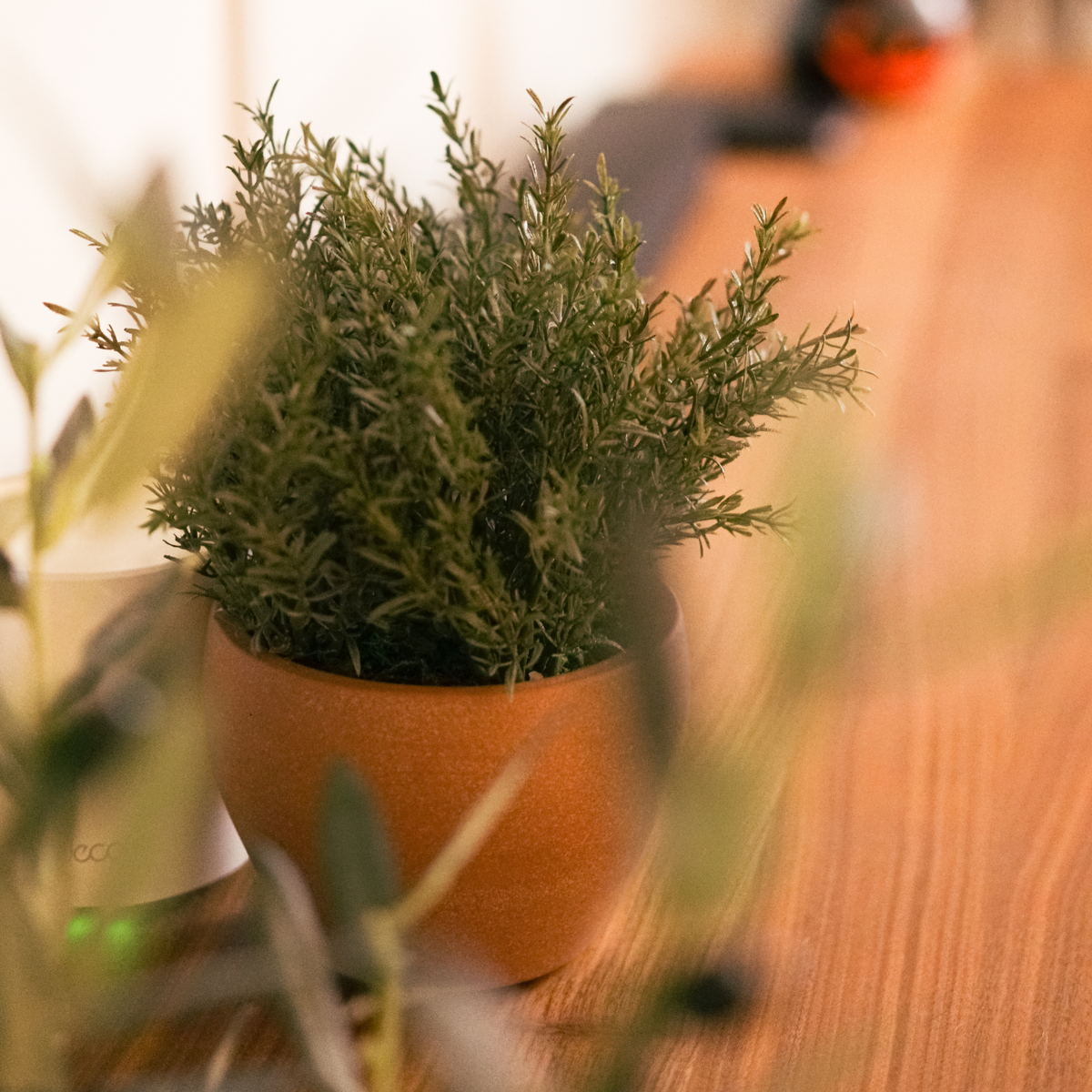 11" Rosemary Bunch in Matte Terracotta Cache Pot