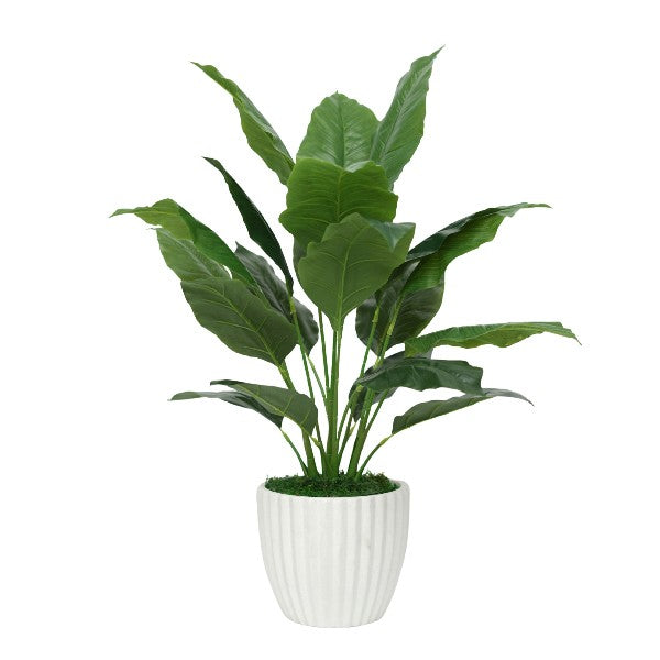 38" Spathphyllum in Stone Wash White Ceramic