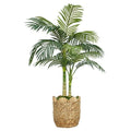 52" Golden Cane Palm in Natural Hyacinth Basket