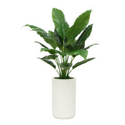 42" Spathphyllum in Matte White Ceramic